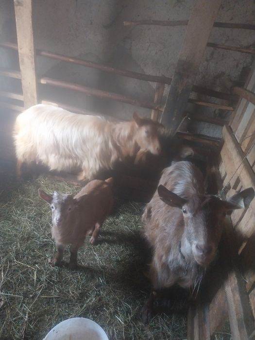 Vând capre și iezi