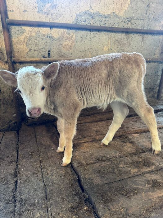 Продам корову с телёнком
