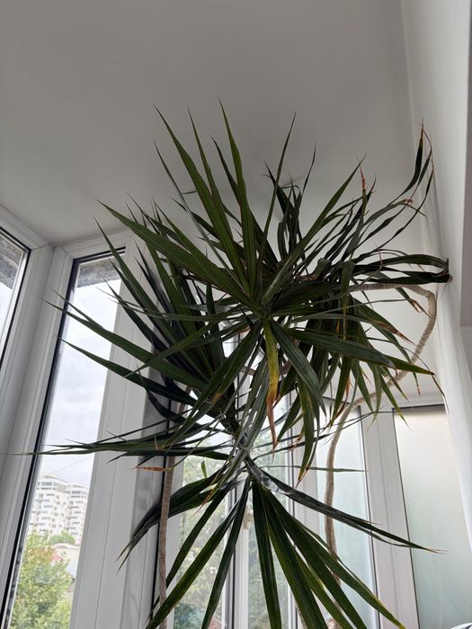 Vând Dracaena Marginata matură