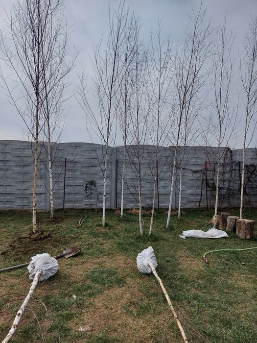 Mesteacan cu coaja albă tuia magnolia parfumată  tei