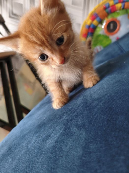 Отдам котят в хорошие руки
