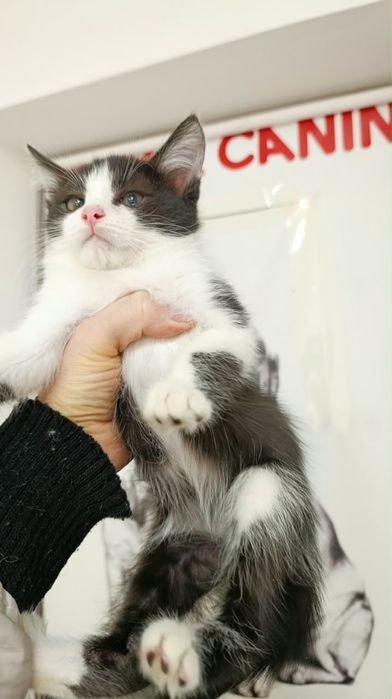 Котенок-мальчик , 2,5 месяца