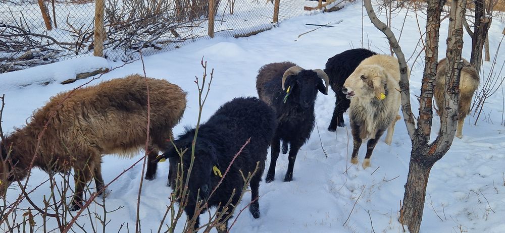 Тоқты қошқарлар сатылады