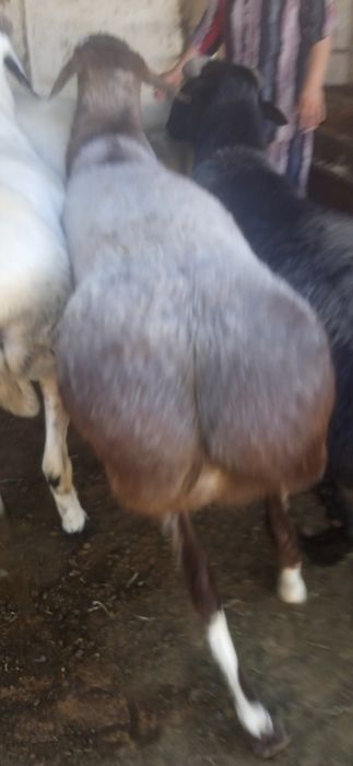 7 dona Zotdor qo'chqorlar sotiladi