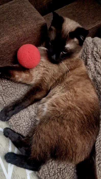 Котик Сэм ищет дом