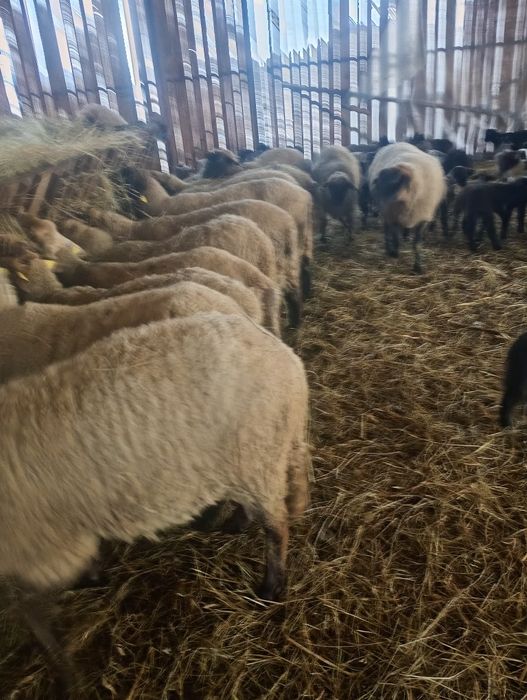 130 oi cu câte 2 miei și 150 cu 1 miel