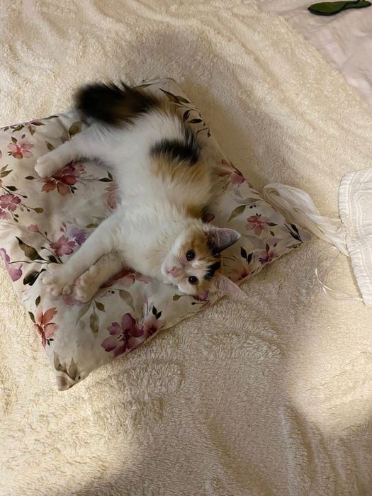 Котенок в добрые руки