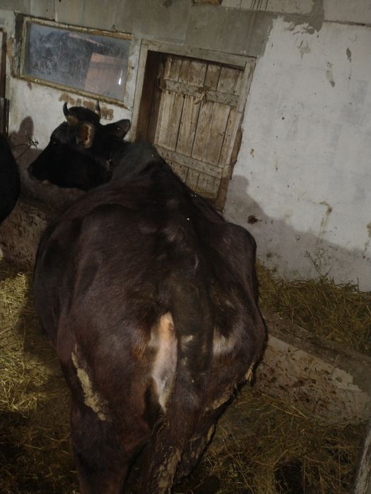 Jurincă gata de fătat