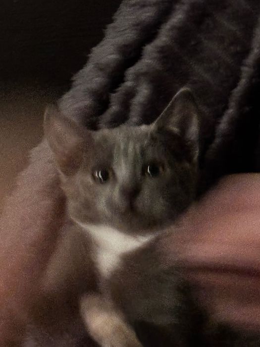 Отдам котенка в добрые ручки