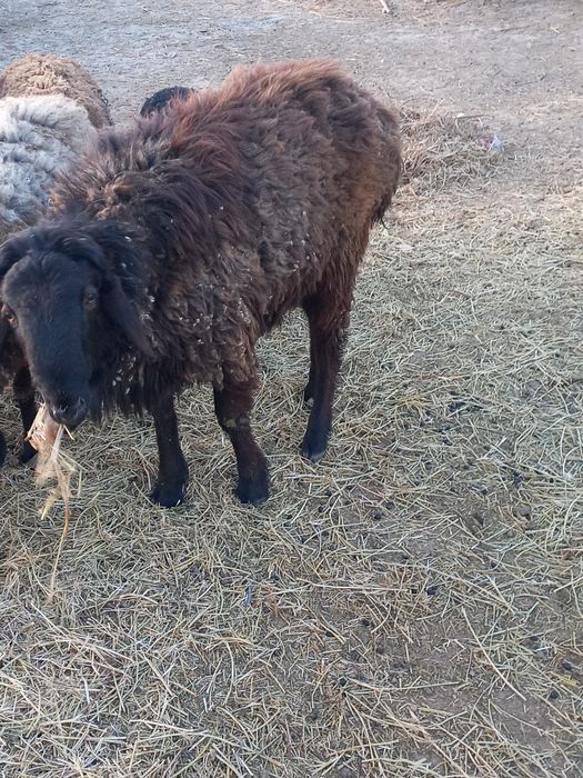 Кошкар   сатамын