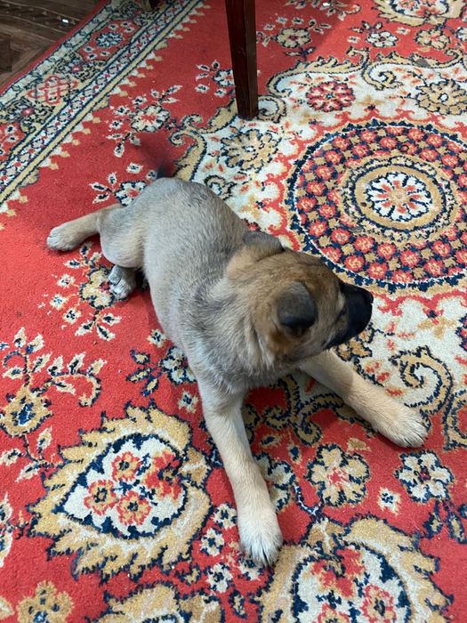 Пропала собачка