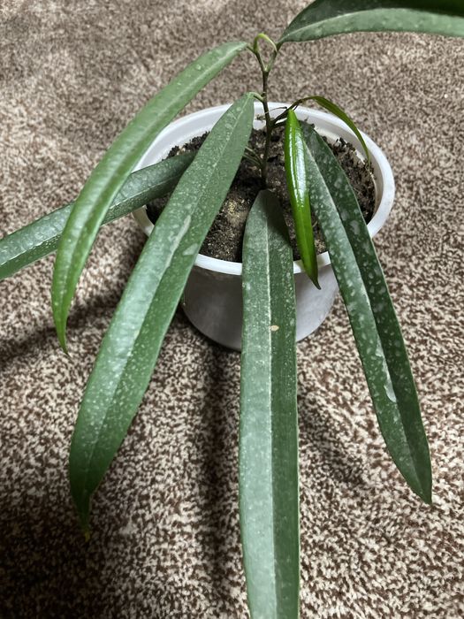 Фикус Али декоративное растение