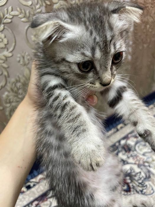 Скоттиш Фолд Мушукча, Зотдор