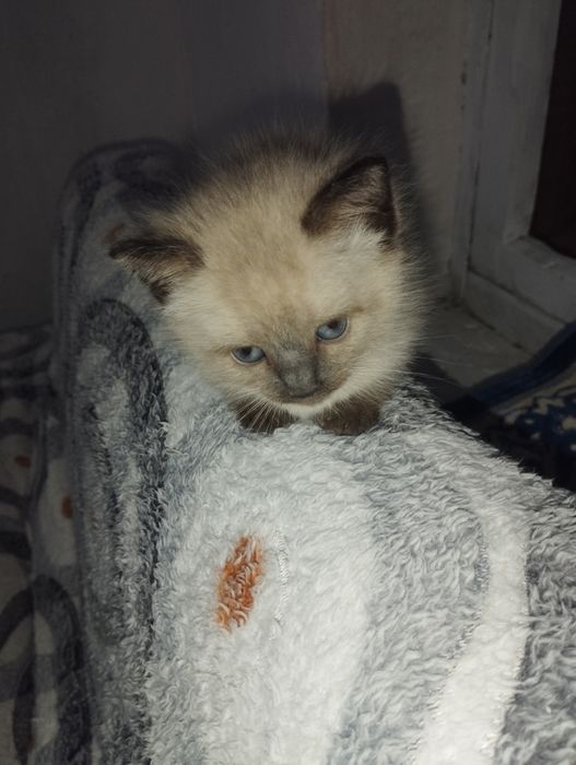 Сиямский котёнок