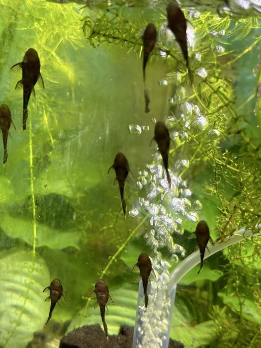pesti  acvariu guppy/ancistrus