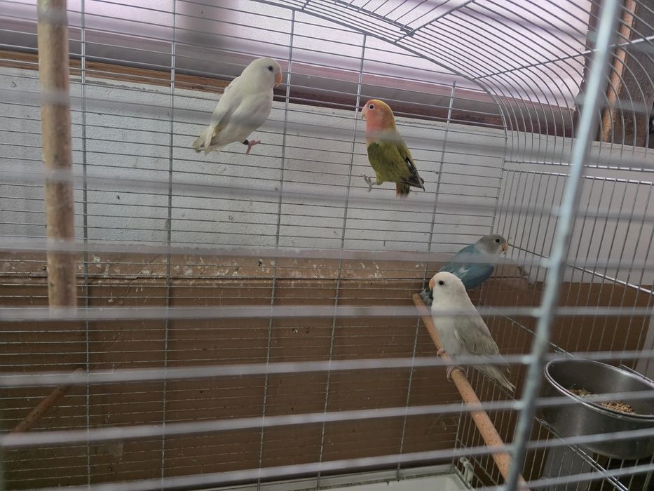 papagali amorezi/agapornis,nimfa,perus, cantator si colivii