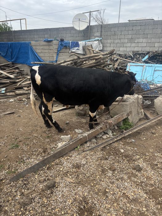 1 жастан аскан огиз