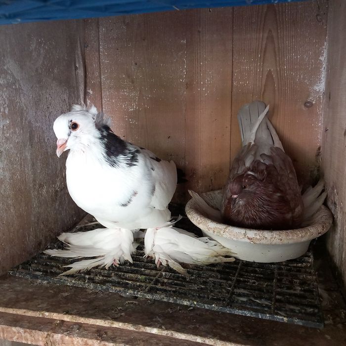 Schimb porumbei uriasi maghiari