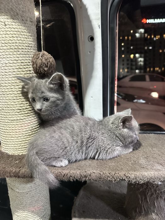 Mushuk bolasi sotiladi