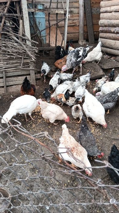 Продавам ярички петли пуики