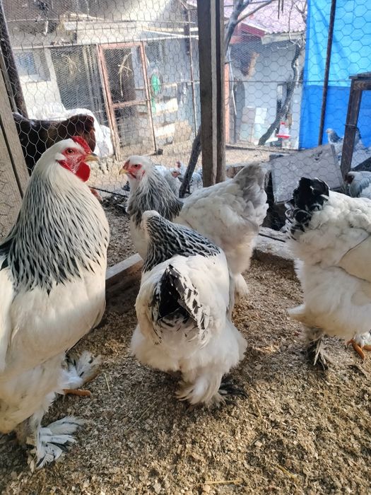 De vânzare familii de brahma