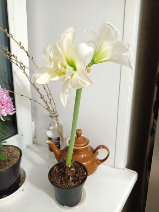 Продам луковицы гипераструма