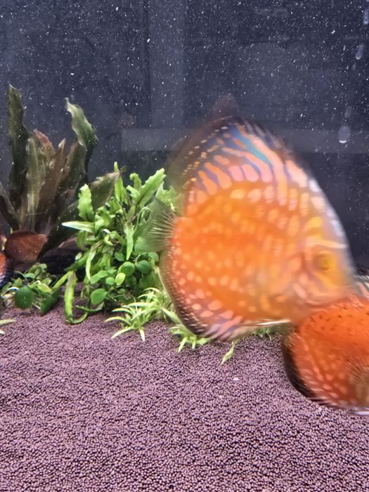 Дискусы пиджен  молодняк