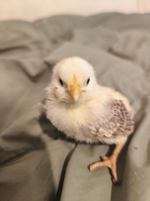 Araucana și barboase