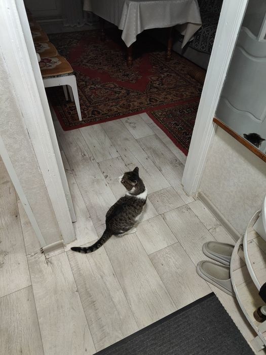 Пропал кот Малыш