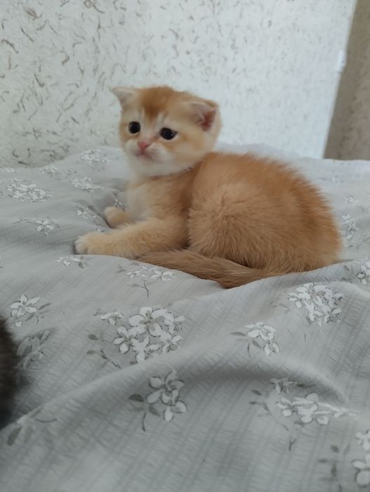 Продам котят шотландской породы