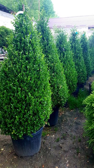Buxus con și globular toate dimensiunile