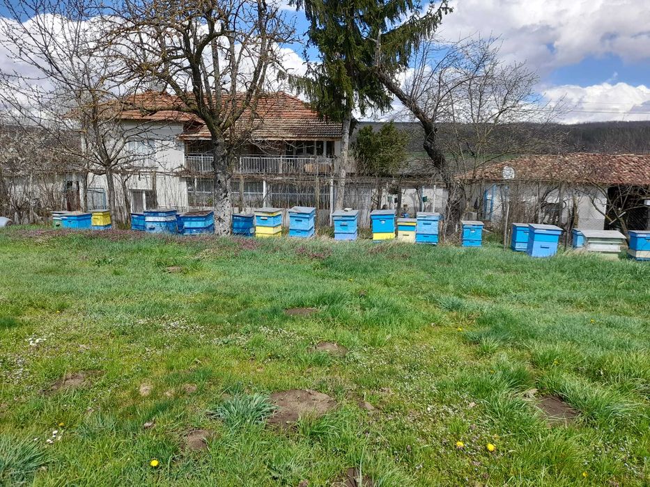 Продавам кошери ДБ с пчелни семейства 10 и 12 рамкови