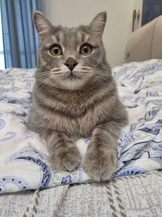 Отдам кота в хорошие добрые руки