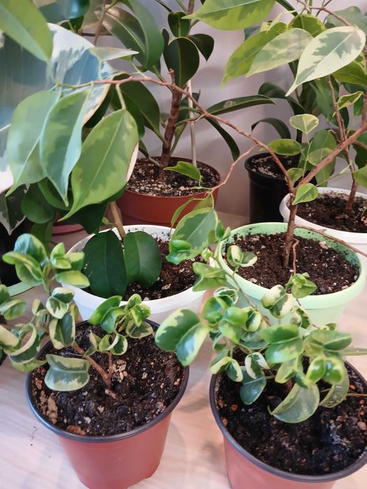 Продам взрослые фикусы