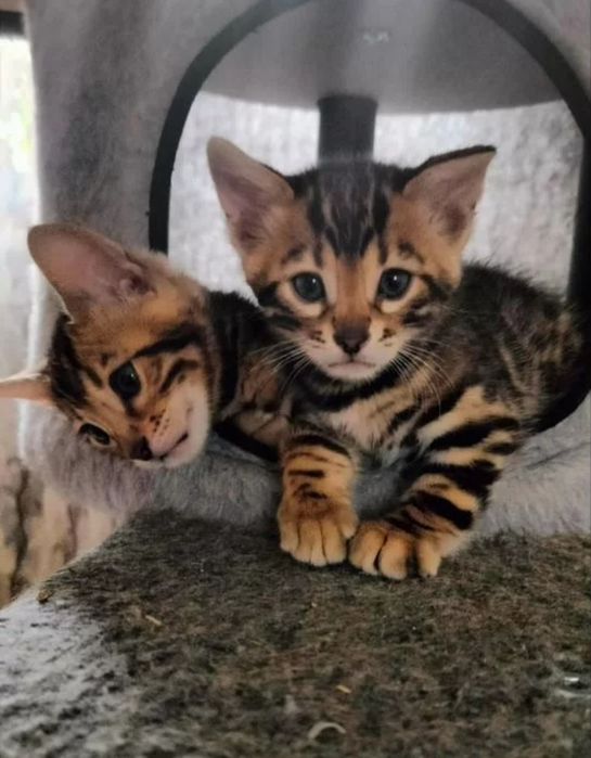 Бенгальские котята
