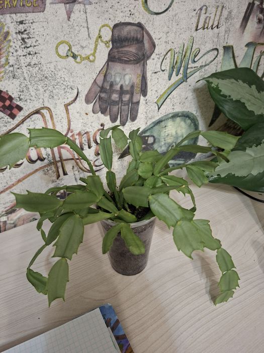 Продам комнатные цветы