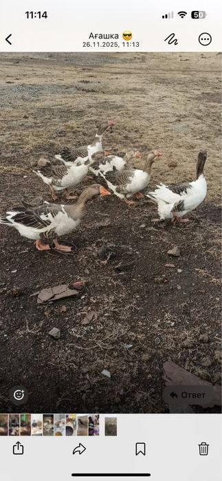 Продам домащних гусей