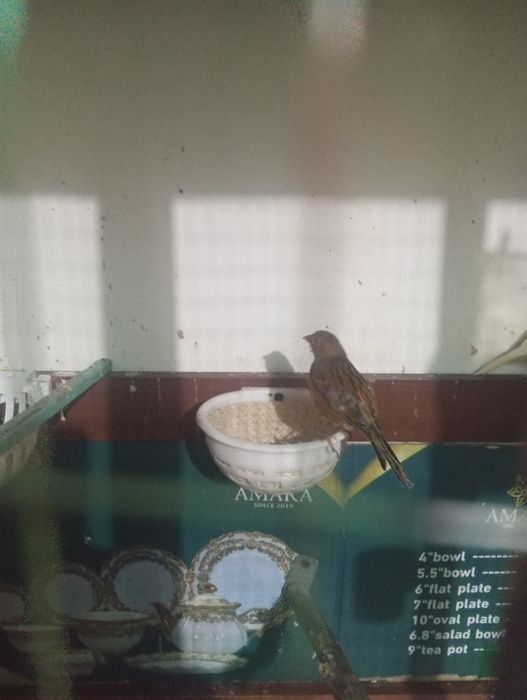 Канарейкалар сотувда