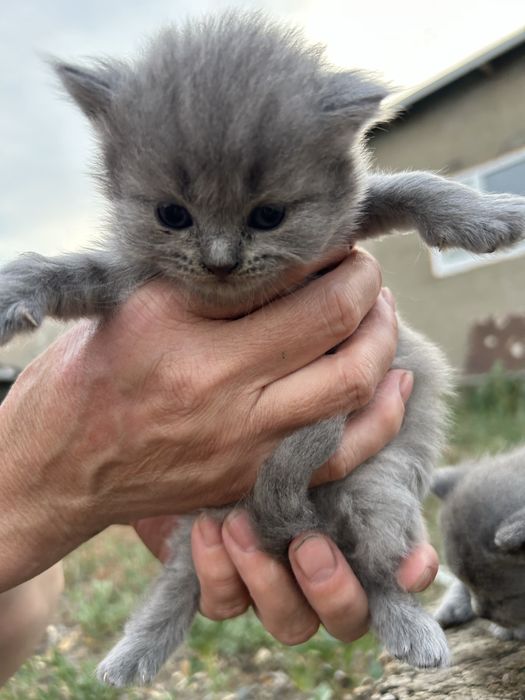 Британские котята