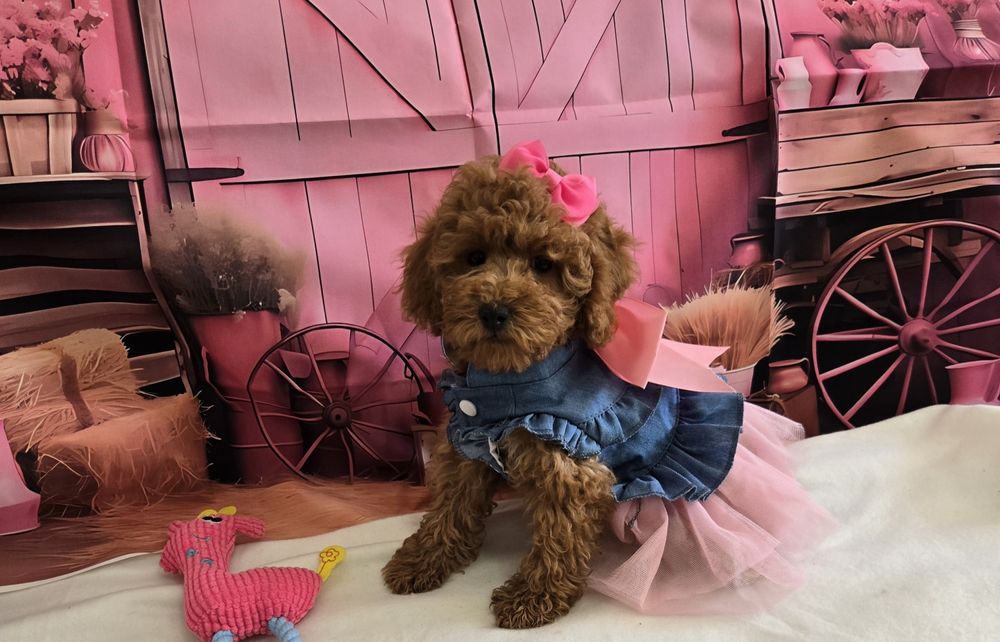 Пудел той/мини Poodle toy с родословие