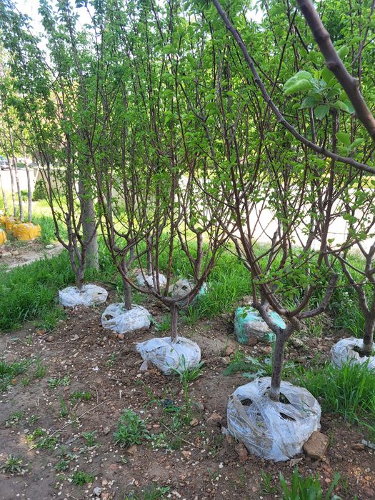 Гилос дарахти мевага кирган