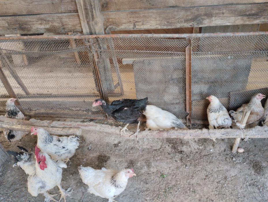 Брама жумыртка шоше товук бар