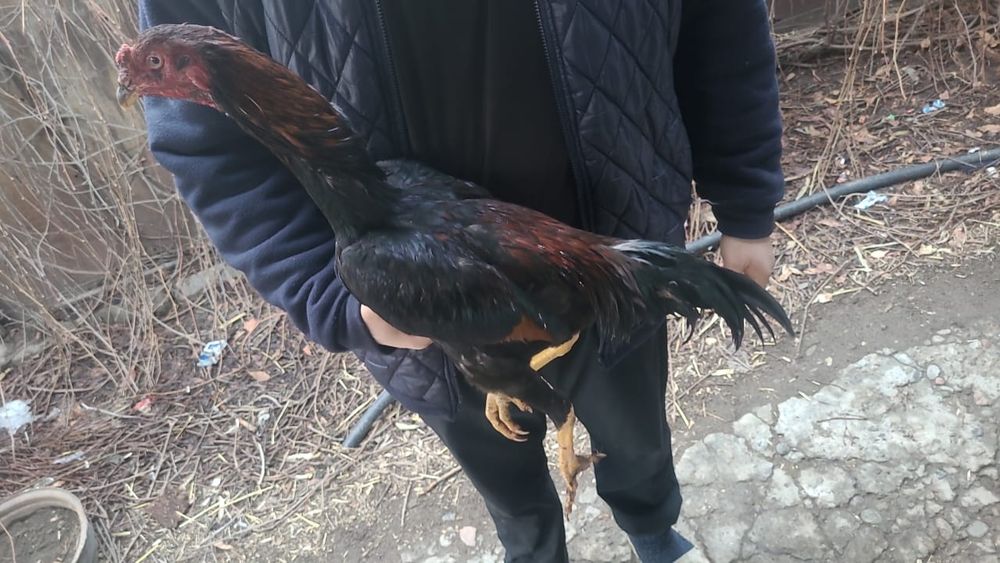 Дакан петушки 6месяцев