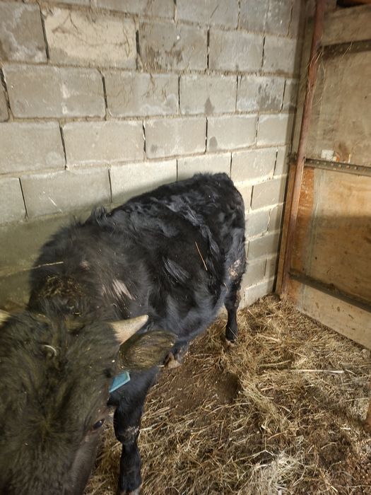 Продам телку и бычок