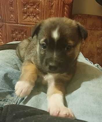 Catelusi de doua luni