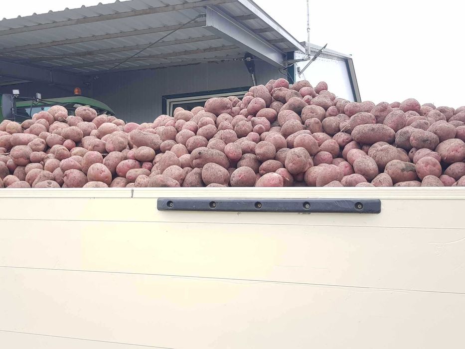 Cartofi Consum cu miez galben