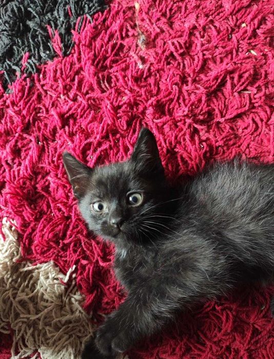 Отдам котят, бесплатно