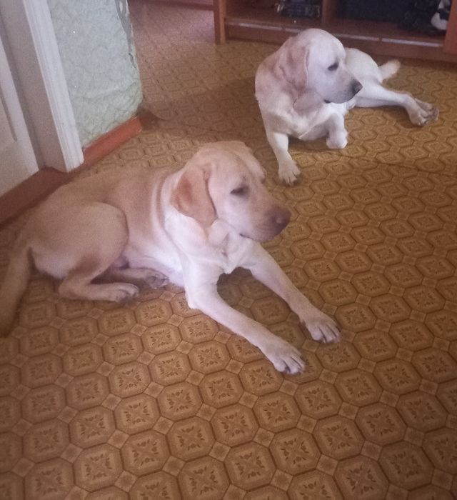 Продам лаблодоров