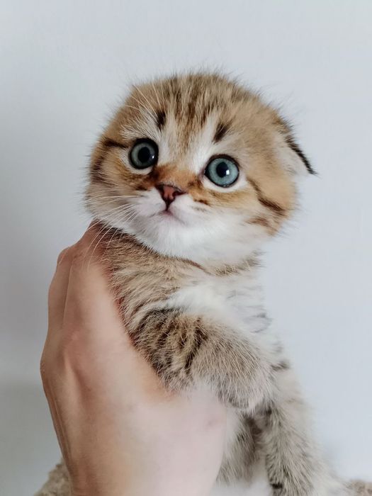 Вязка кота Скоттиш Страйт Хайленд Поинт