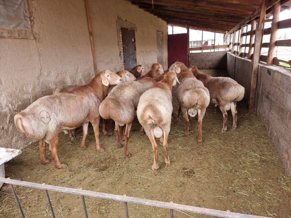 Бараны,қойлар,тоқтылар